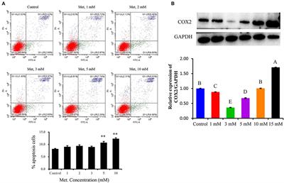 Metformin Inhibits Lipoteichoic Acid–Induced Oxidative Stress and Inflammation Through AMPK/NRF2/NF-κB Signaling Pathway in Bovine Mammary Epithelial Cells